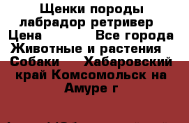 Щенки породы лабрадор ретривер › Цена ­ 8 000 - Все города Животные и растения » Собаки   . Хабаровский край,Комсомольск-на-Амуре г.